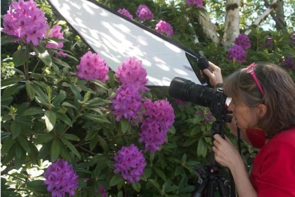 استفاده از رفلکتور برای عکاسی از گل 