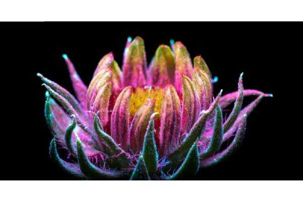 عکاسی با تکنیک UVIVF از گیاهان