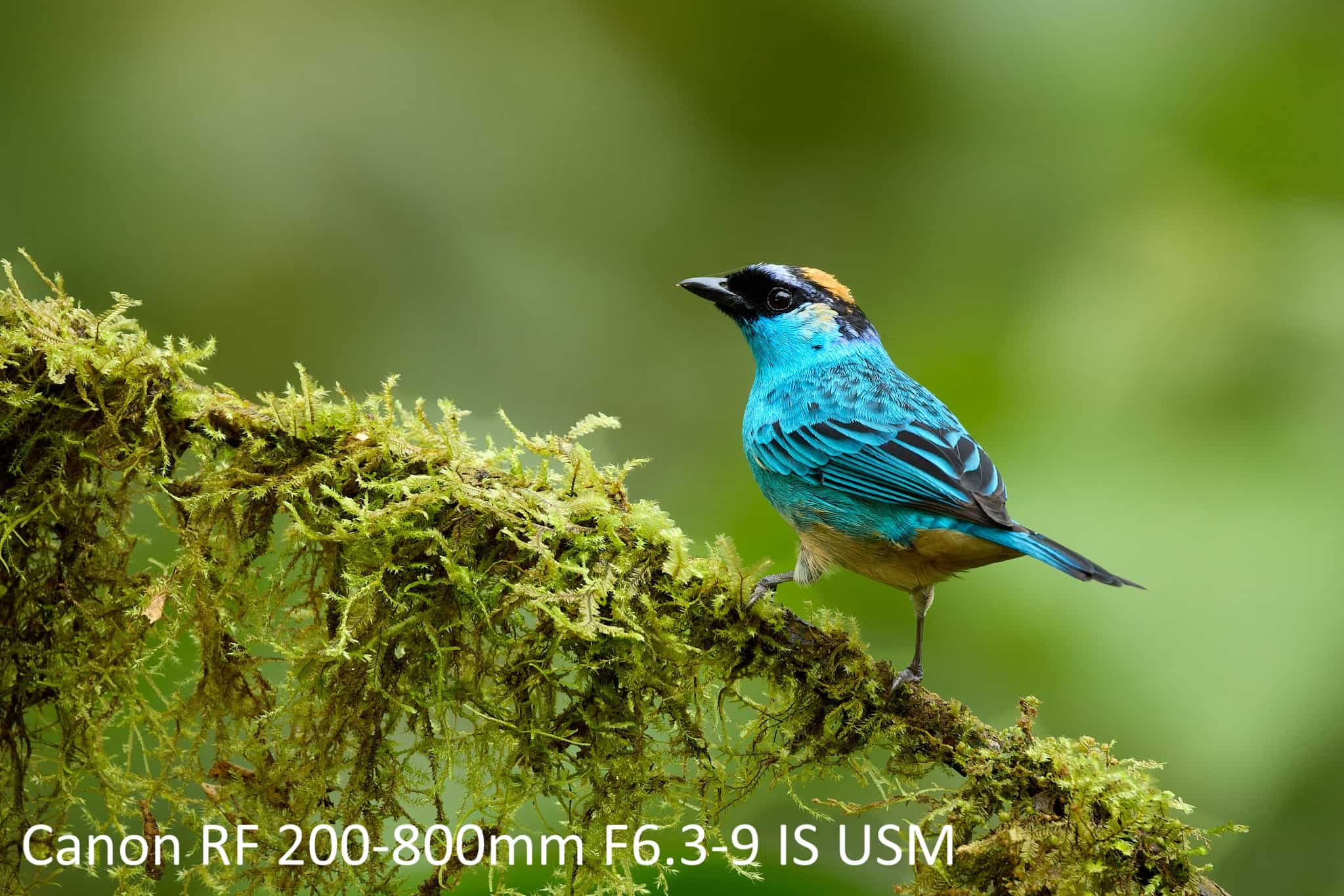 لنز بدون آینه کانن مدل Canon RF 200-800mm F6.3-9 IS USM