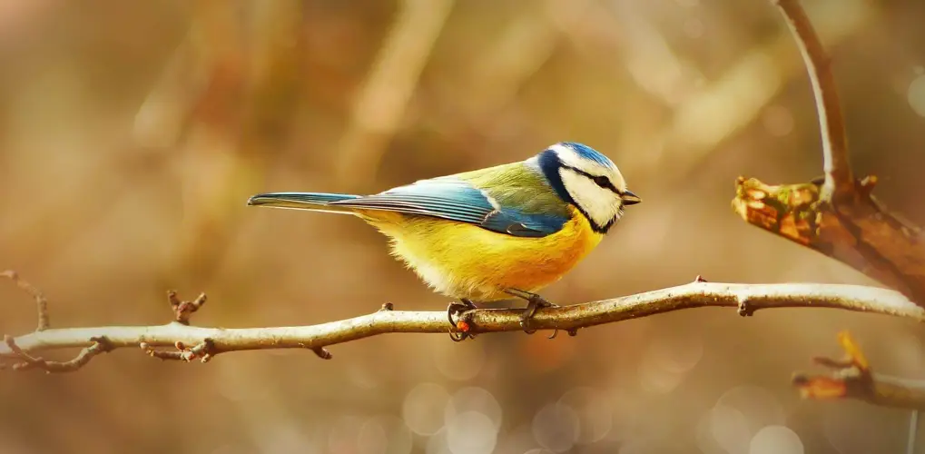 عکاسی از پرندگان