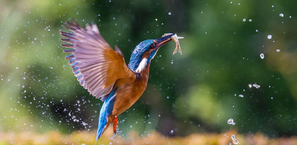 عکاسی از پرندگان