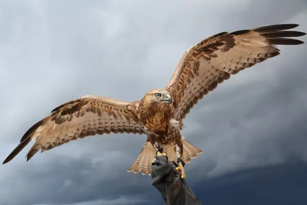 راهنمای کامل عکاسی از پرندگان