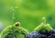 عکاسی از گیاهان