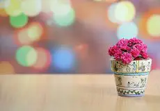 تکنیک های فوکوس Recomposing