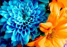 کنتراست در عکاسی