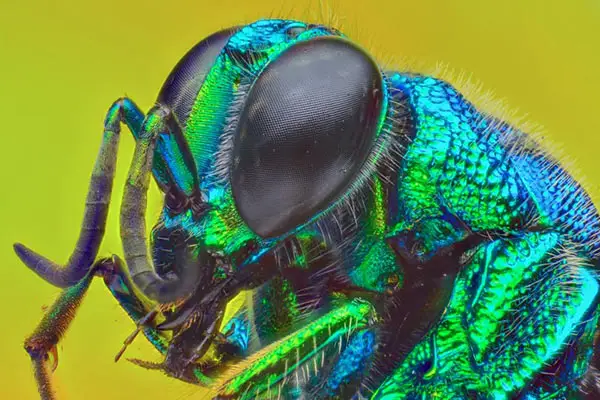 فوکوس استکینگ یا focus stacking