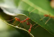 عمق میدان در عکاسی ماکرو