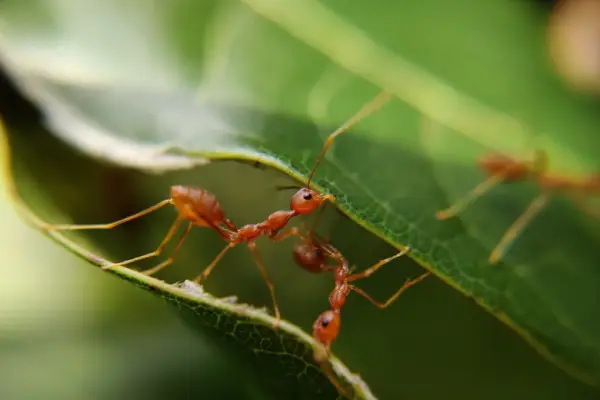 عمق میدان در عکاسی ماکرو