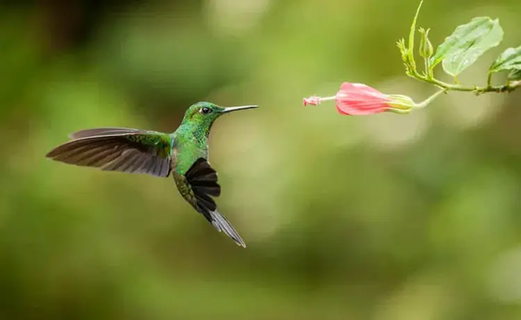 سرعت شاتر در عکاسی