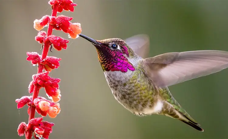 سرعت شاتر در عکاسی