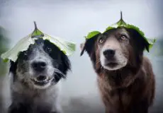 عکاسی از حیوانات خانگی