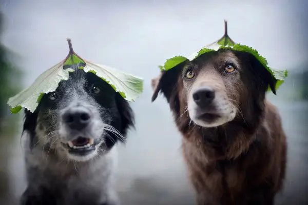 عکاسی از حیوانات خانگی