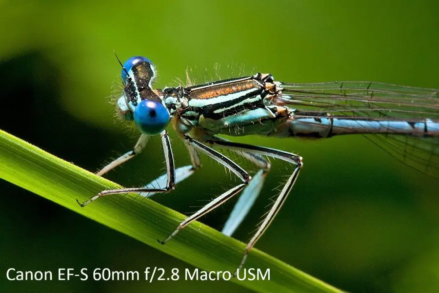 لنز کانن مدل Canon EF-S 60mm f2.8 Macro USM
